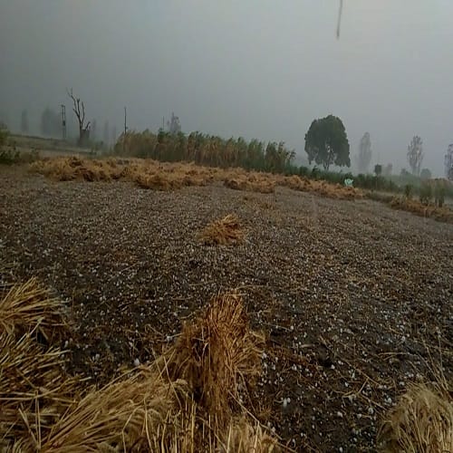 Harvested crop with storm and hailstorm