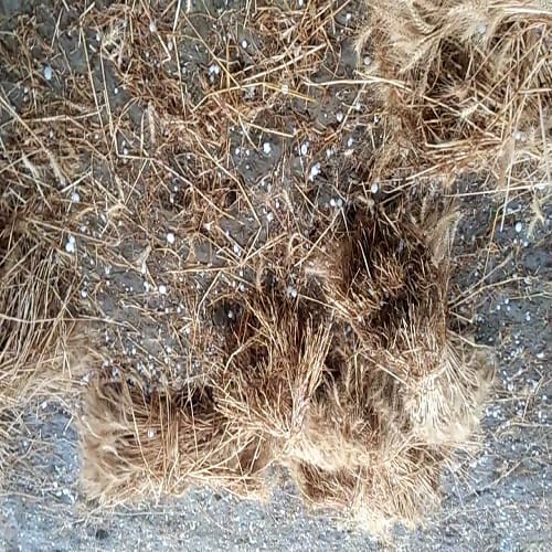 Harvested crop with storm and hailstorm