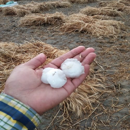 Harvested crop with storm and hailstorm