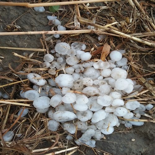 Harvested crop with storm and hailstorm