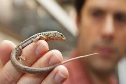 Man from eats lizard everyday 