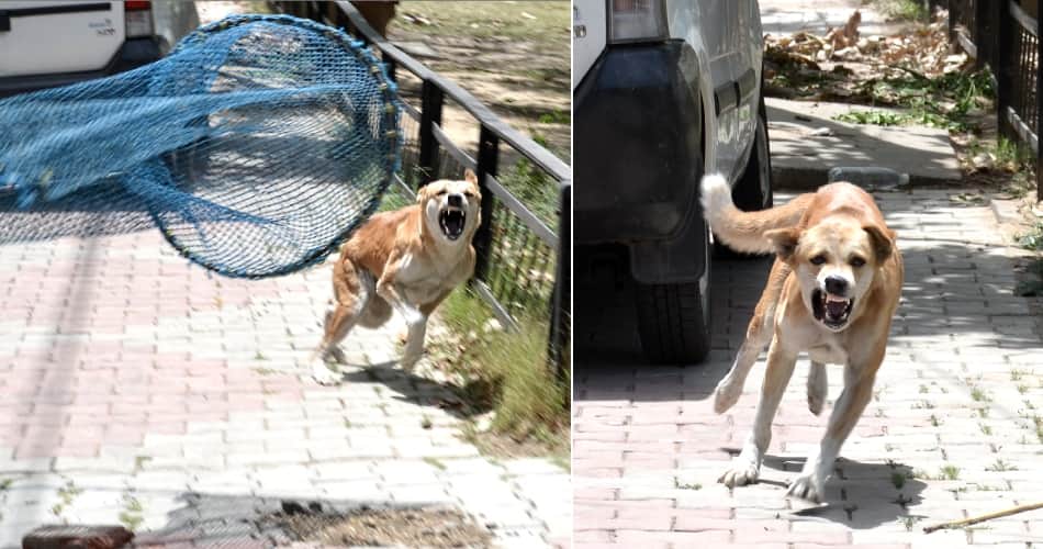 jind dogs killed seven years old child 