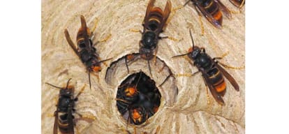 Hornets attack during funeral procession in Mandi Himachal Pradesh