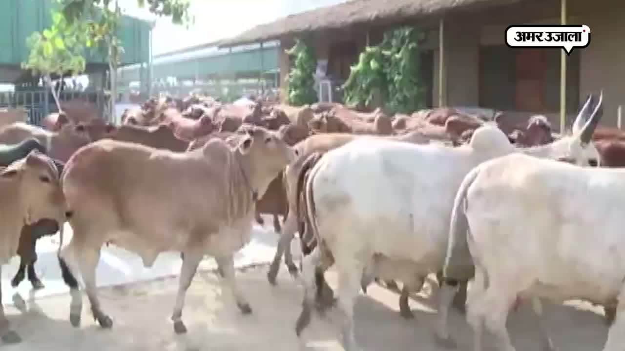 गौ तस्करी