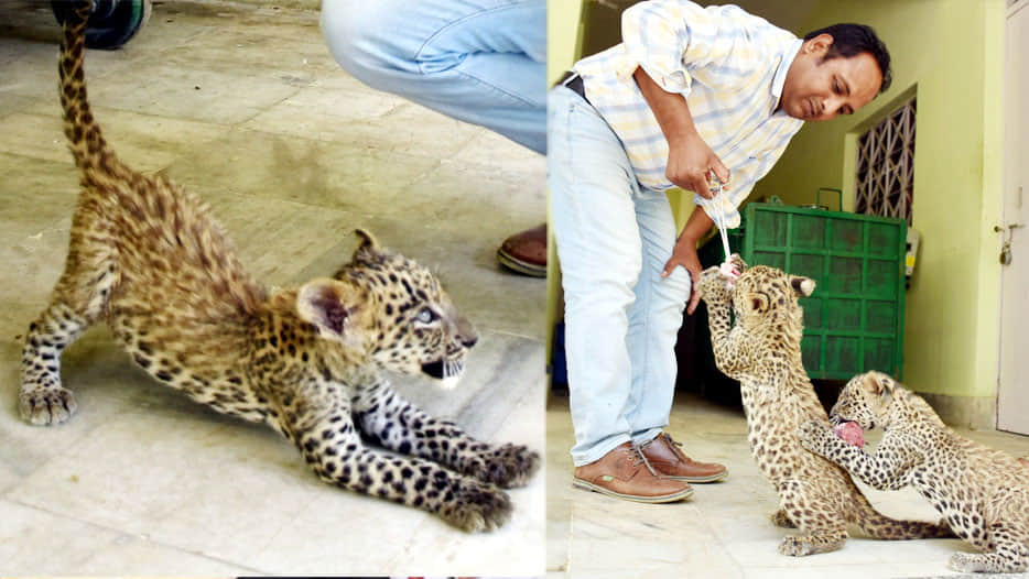  tiny leopards are looking at Kanpur zoo