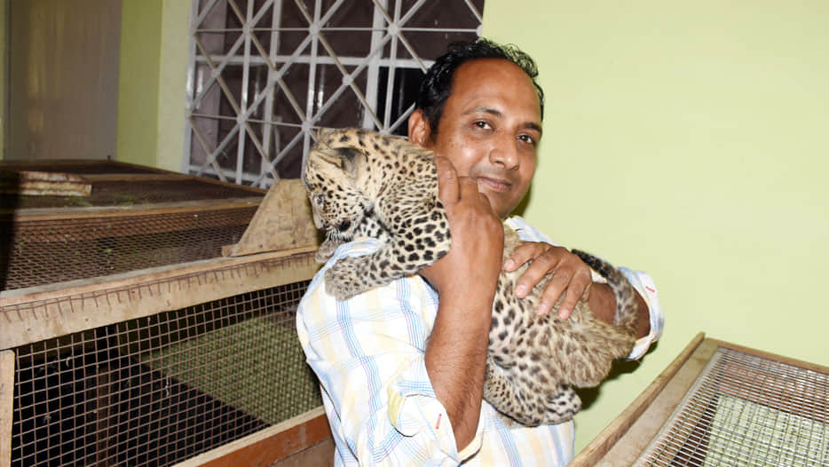 tiny leopards are looking at Kanpur zoo