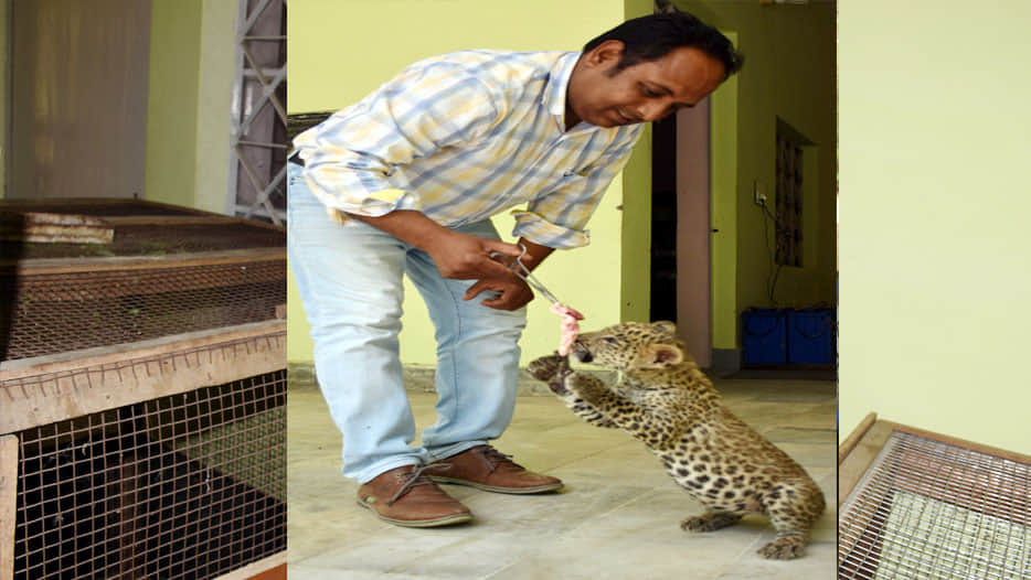  tiny leopards are looking at Kanpur zoo