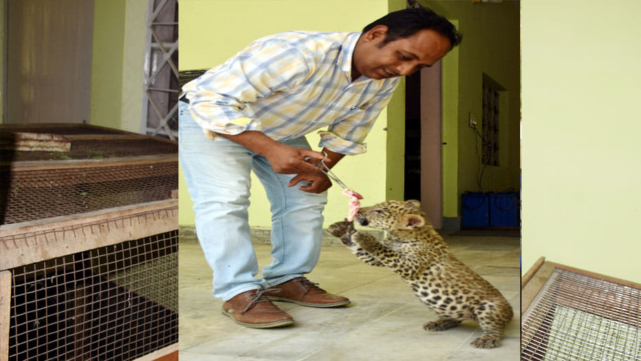  tiny leopards are looking at Kanpur zoo