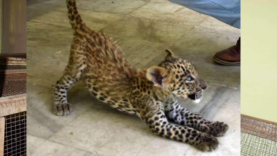  tiny leopards are looking at Kanpur zoo