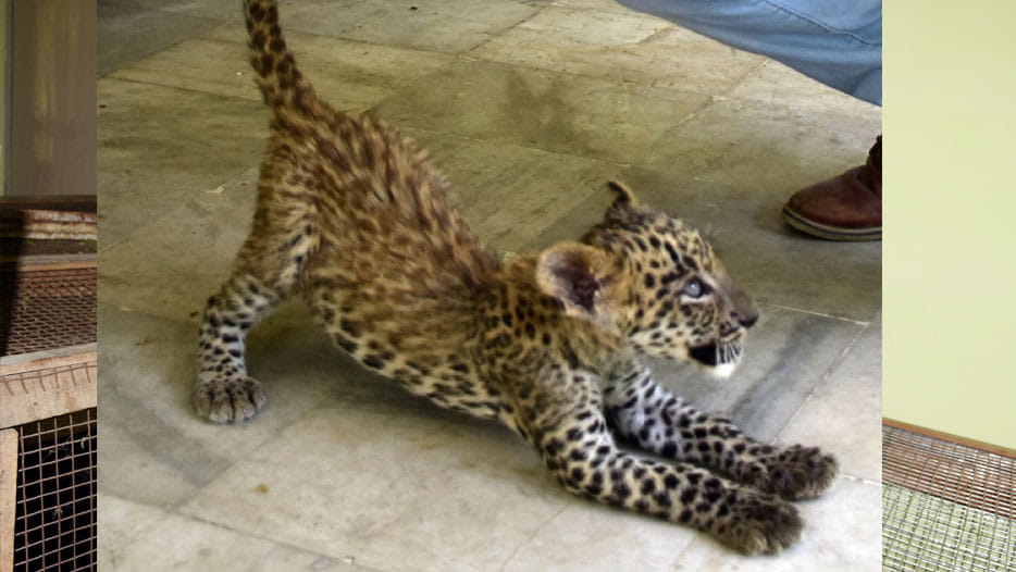 leopard will become villagers friend 