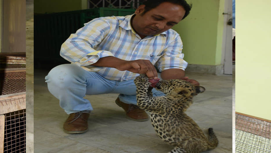  tiny leopards are looking at Kanpur zoo