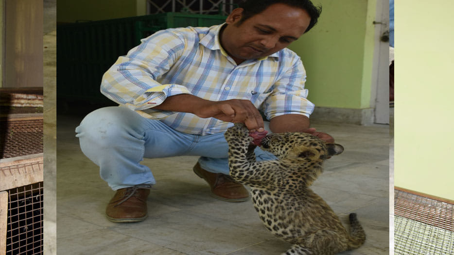  tiny leopards are looking at Kanpur zoo