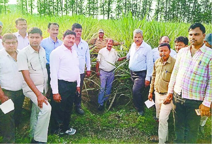 Nepal farmers appreciated sugarcane sowing by way of tranch method