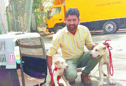 foreginor like indian bread dogs