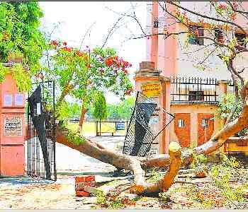 Trees broken and poles falling from the storm-water