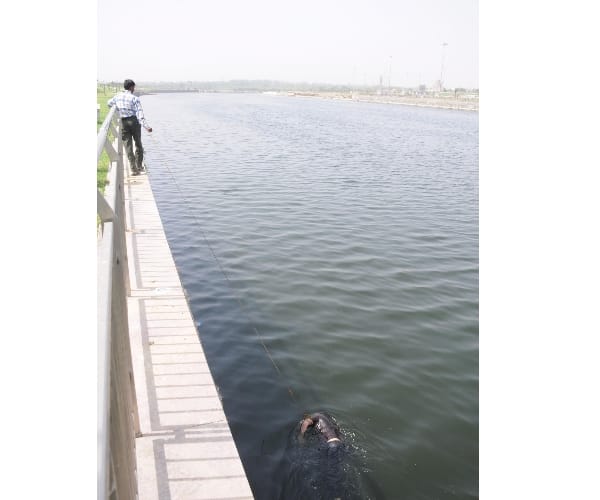 Couple who married in temple then jump into yamuna river in allahabad