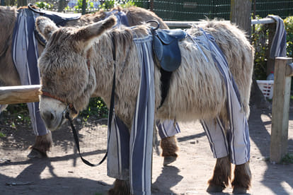 ass wear trouser at The Island of Rhea,