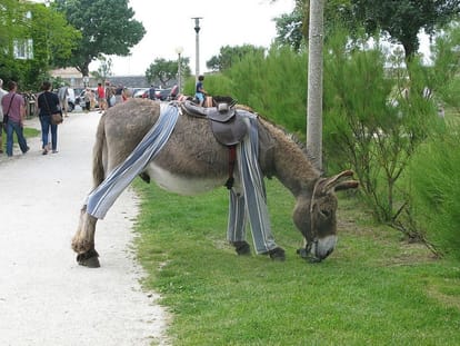 ass wear trouser at The Island of Rhea,
