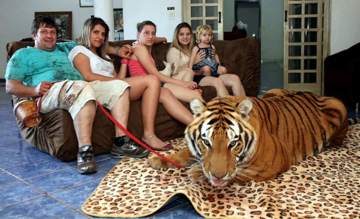 Brazilian family having 7 tigers in their house