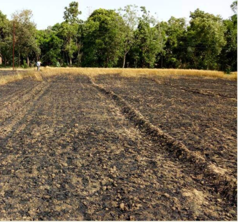 Twenty Beegha Wheat burnt in dehradun