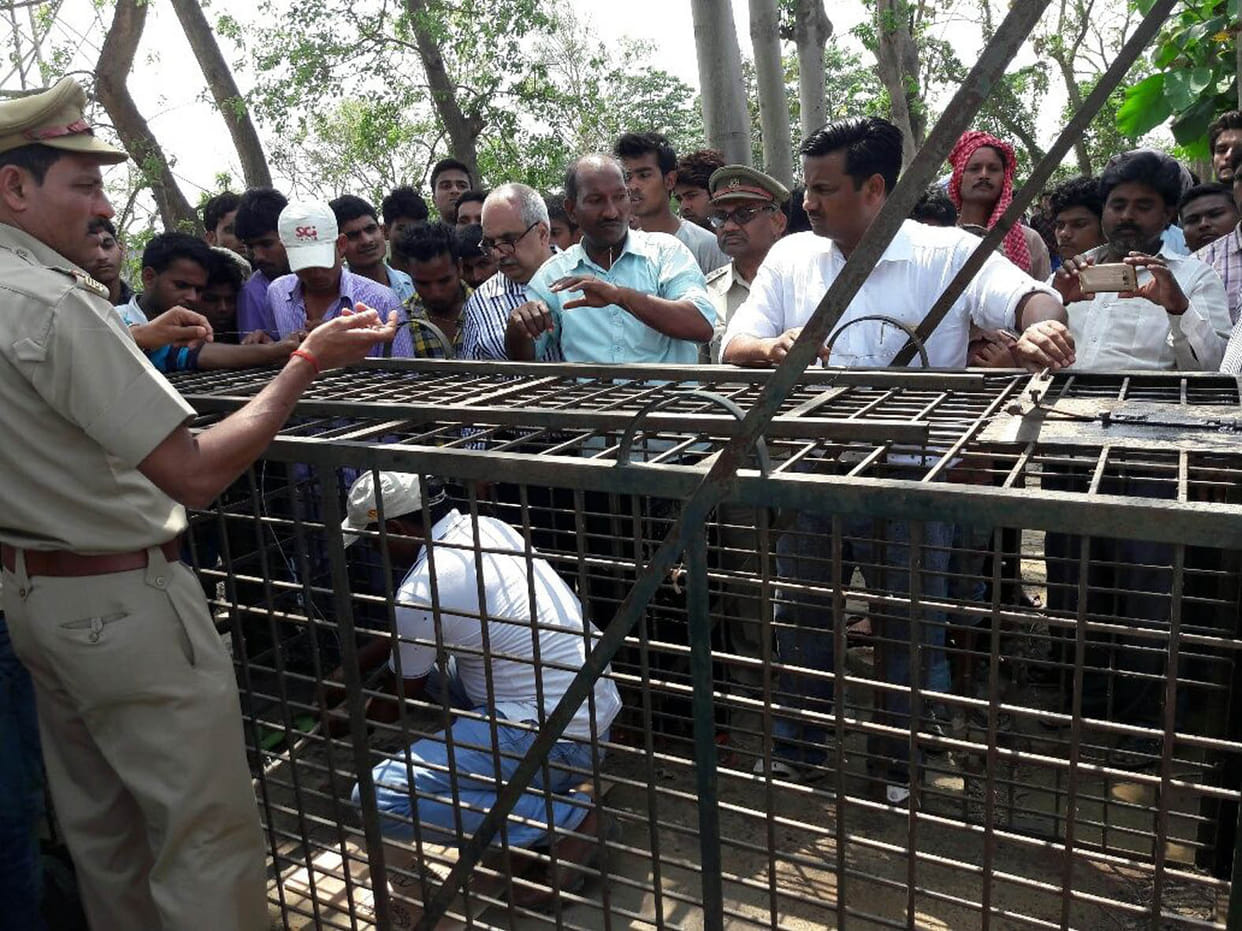 Gates of open cage after three hours of junk