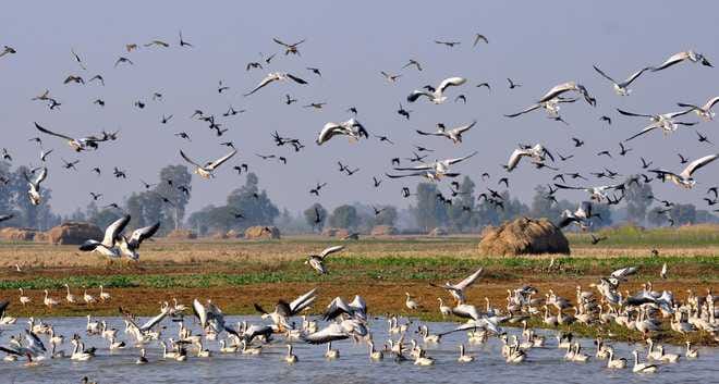 Foreign birds returned from the gharana Wetland