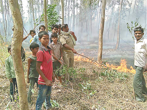 100 bigha crop of wheat burnt by fire in Gangauli