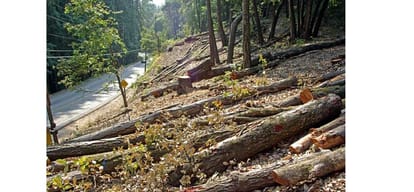 himachal govt nod for cutting of trees
