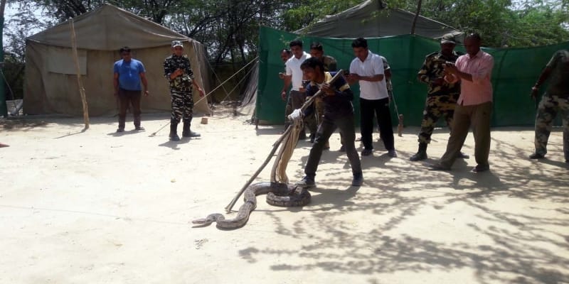 12 foot long snake in crpf camp in vrindavan