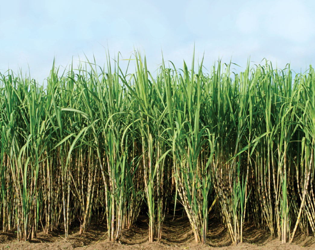  government gave huge amount to sugar industry