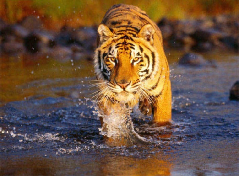 Tiger killed a woman in champawat
