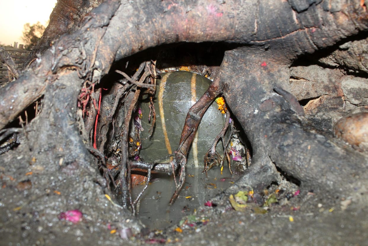 shivling in tree root 