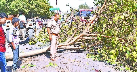 Trafficking of trees on Assam Highway, women injured