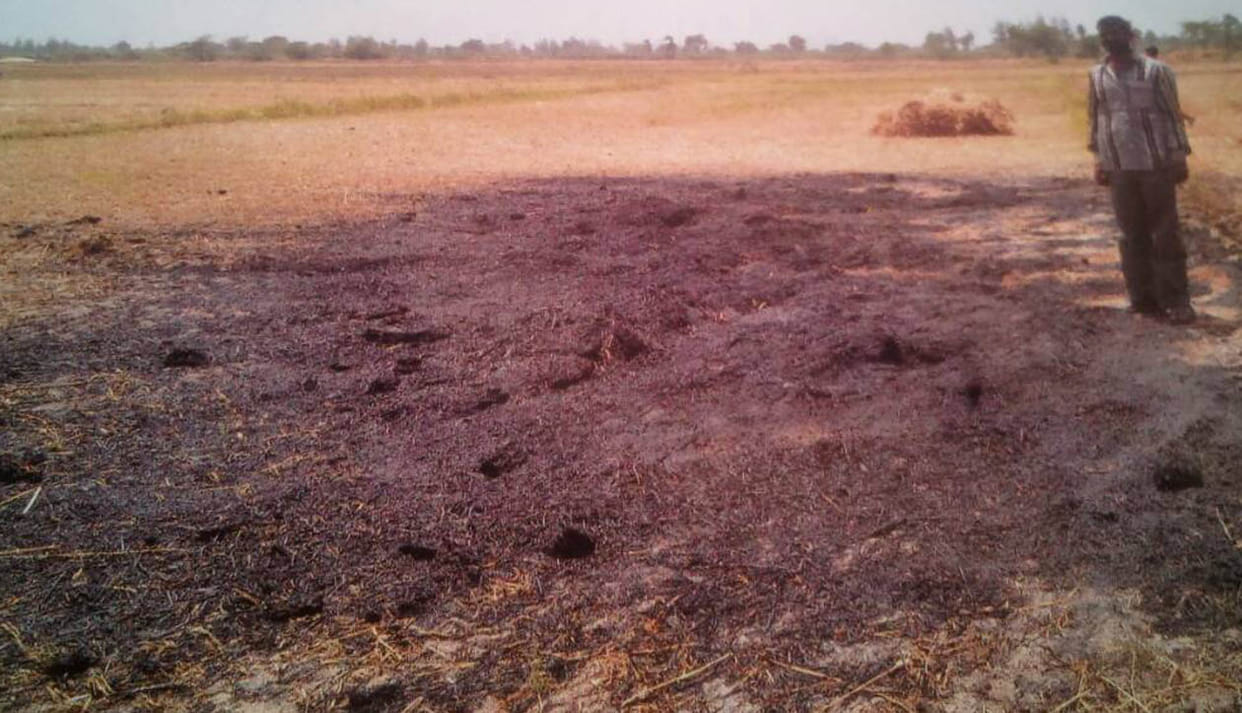 wheat crop burnt due to fire.