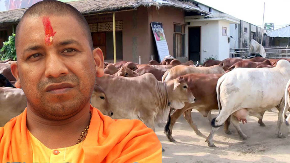 two hundred cows left from gaushala