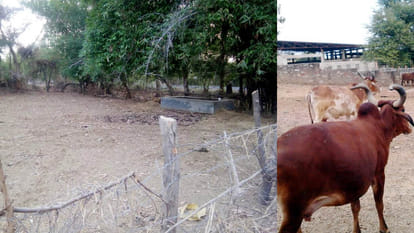 two hundred cows left from gaushala
