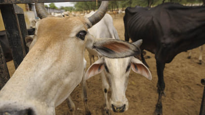 two hundred cows left from gaushala
