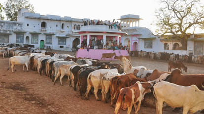 two hundred cows left from gaushala