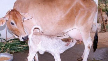 two hundred cows left from gaushala