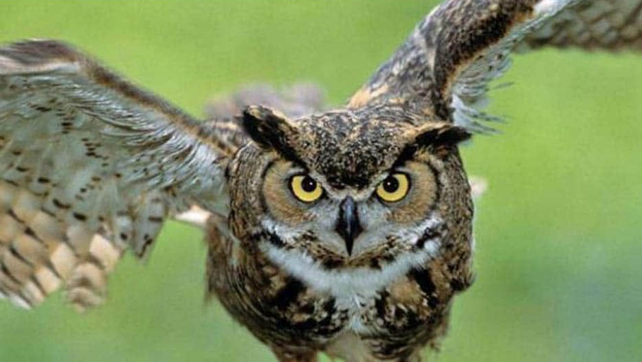 story of dying owls in kannauj