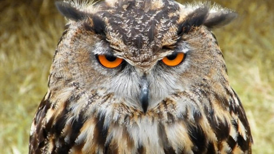 story of dying owls in kannauj