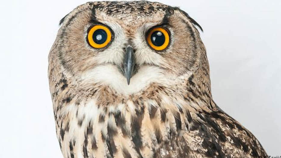 story of dying owls in kannauj