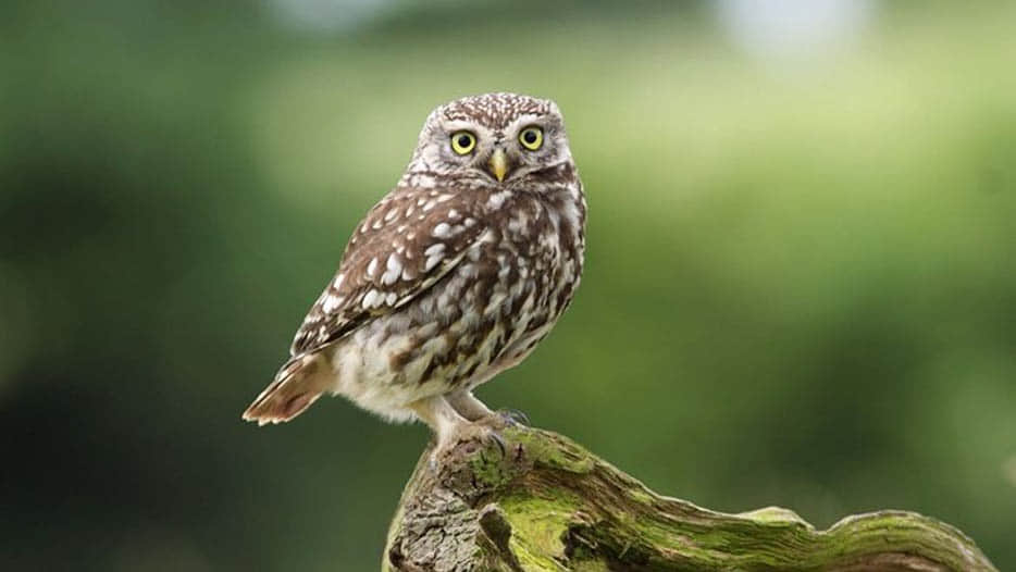 story of dying owls in kannauj