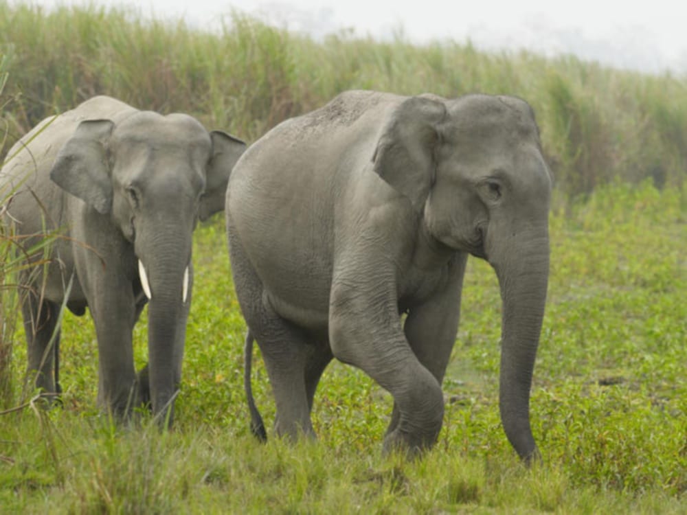 elephant teaches lesson to over smart youth in rishikesh