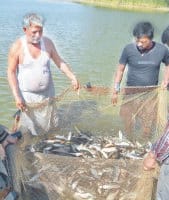 sissy farm, solved, department lease, fish farm