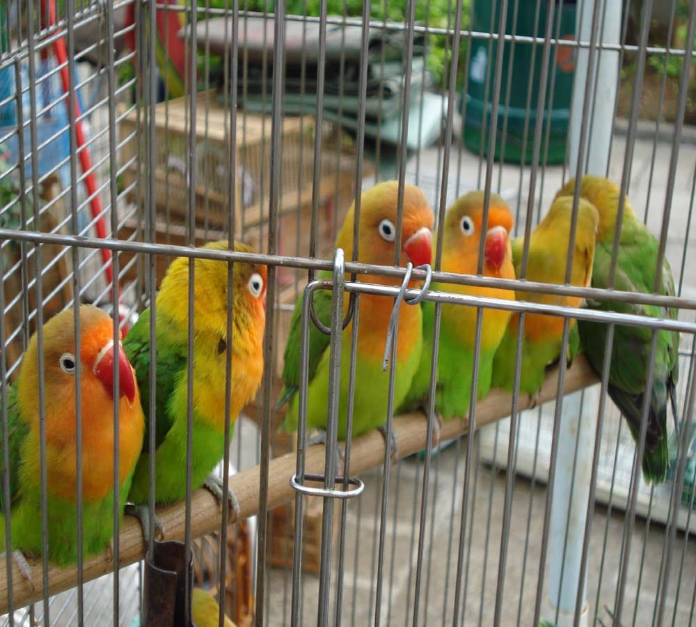 caging birds can change your financial condition