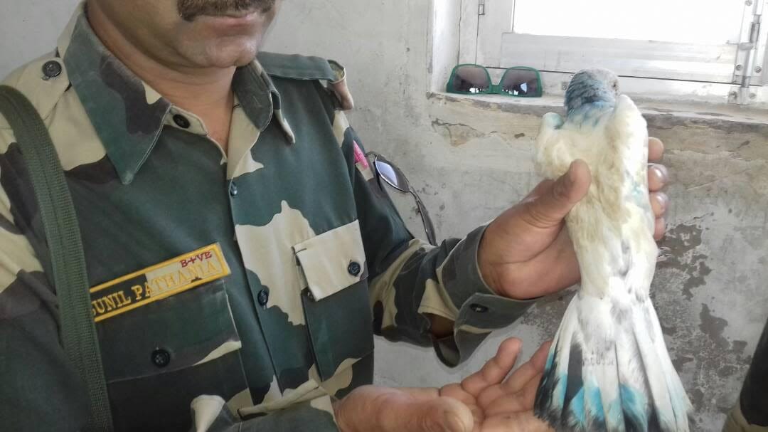 A spy pigeon caught near border area in jaisalmer 