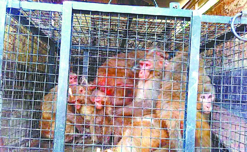 Cracking Monkeys In Kapot