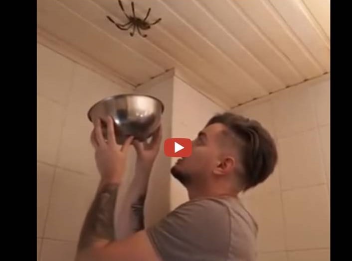 a boy tries to trap a spider, what happens next is really funny