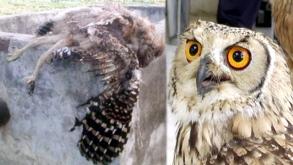 story of dying owls in kannauj